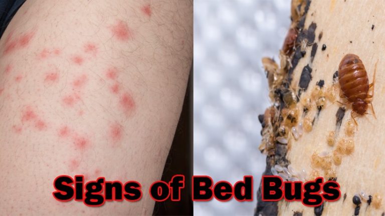 signs of bed bugs on mattress